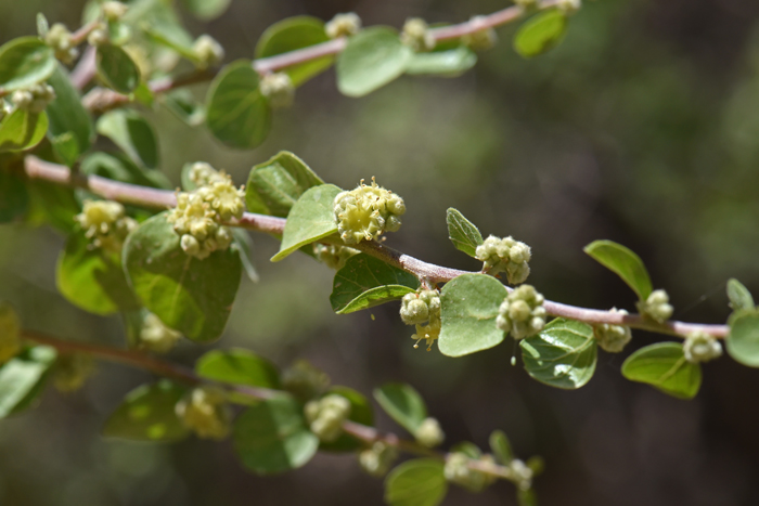 Las Animas Nakedwood flowers are in panicles from axils, flowers may be solitary in small fascicles of 3 to 12 flowers. This species blooms from April to August in its small range within the southwestern United States. Colubrina californica 